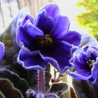 紫罗兰花头像图片1