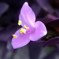 紫罗兰花头像图片15