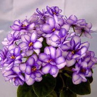 紫罗兰花头像图片16