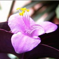 紫罗兰花头像图片17
