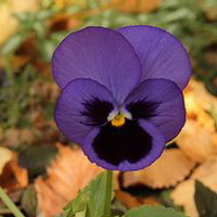 紫罗兰花头像图片18