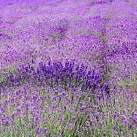 紫罗兰花头像图片19