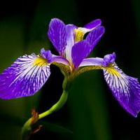 紫罗兰花头像图片2