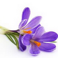 紫罗兰花头像图片20