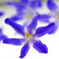 紫罗兰花头像图片21