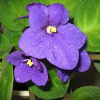 紫罗兰花头像图片22