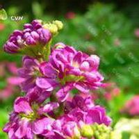 紫罗兰花头像图片25