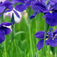 紫罗兰花头像图片29