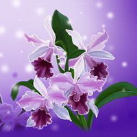 紫罗兰花头像图片31