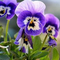 紫罗兰花头像图片4