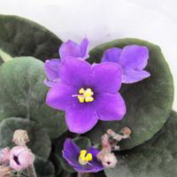 紫罗兰花头像图片5