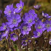 紫罗兰花头像图片6