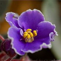 紫罗兰花头像图片7