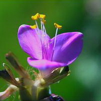 紫罗兰花头像图片8